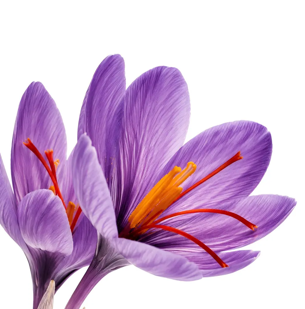 Saffron Extract 3%CrocinsHPLC+1.2%SafranalHPLC