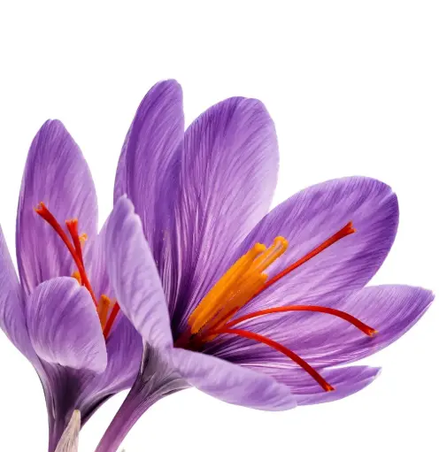 [SH001a] Saffron Extract 